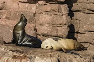 California sea lions (Zalophus californianus) hauled out on Los Islotes, Baja California Sur