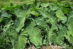 Vege Table Prints: Callaloo, a sort of Tobagian spinach