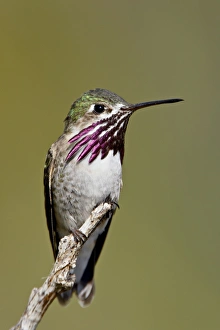 Images Dated 24th February 2009: Calliope hummingbird (Stellula calliope) perched, near Osoyoos, British Columbia