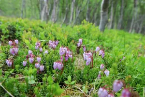 Petals Prints: Calluna vulgaris flowers.Nordmannvikdalen valley