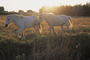 Sun Beam Prints: Camargue horses, La petite Camargue, in the region of Aigues-Mortes, Gard