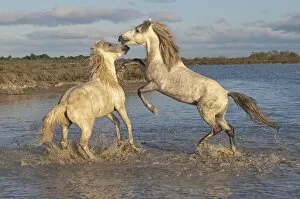 Confrontation Gallery: Camargue horses, stallions fighting in the water, Bouches du Rhone, Provence, France, Europe