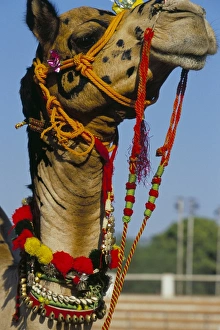 Celebrate Prints: Camel adorned with colourful tassels