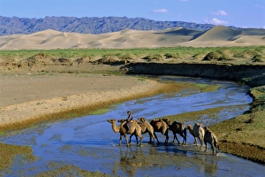 Camel caravan
