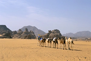 Camels Prints: Camel caravan, Akakus, Sahara desert, Fezzan, Libya, North Africa, Africa