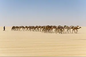 Large Group Of Animals Prints: Camel caravan on the Djado Plateau, Sahara, Niger, Africa