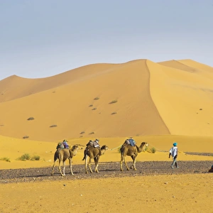 Erg Chebbi Prints: Camel caravan in Erg Chebbi Desert
