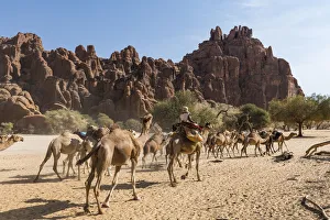Adults Prints: Camel caravan, Guelta d Archei waterhole, Ennedi plateau, UNESCO World Heritage Site