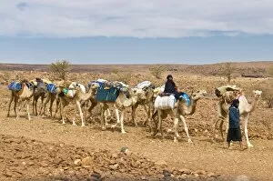 Images Dated 5th February 2008: Camel caravan riding through the stone desert near Atar, Mauritania, Africa