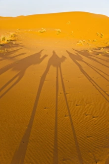 Absence Prints: Camel caravan shadows, Erg Chebbi Desert