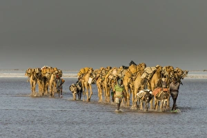 Ethiopia Prints: Camel caravan walking in the heat through a salt lake, Danakil depression, Ethiopia