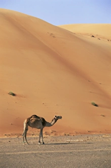 Camel in the desert