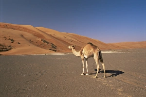 Camel in the desert