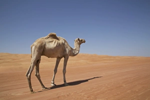 Camel in the desert, Wahiba, Oman, Middle East