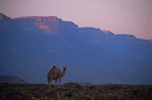 Camel and Dhofar escarpment at sunset