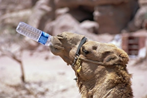 Plastic Prints: Camel drinking