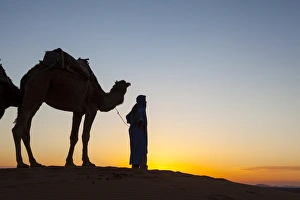 Working Animals Prints: Camel driver, Sahara Desert, Merzouga, Morocco, North Africa, Africa