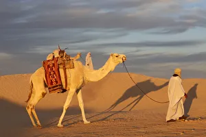 Dayime Prints: Camel driver in the Sahara, Douz, Kebili, Tunisia, North Africa, Africa