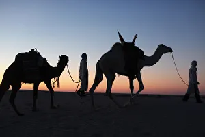 Tunisia Prints: Camel drivers at dusk in the Sahara desert, near Douz, Kebili, Tunisia, North Africa