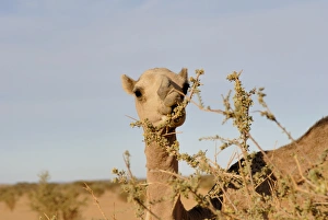 Acacia Prints: Camel eating acacia