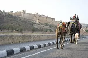 Images Dated 7th October 2009: Camel and elephant walking past Amber Fort, Amber, Rajasthan, India, Asia