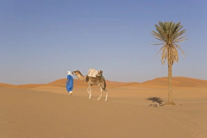Erg Chebbi Prints: Camel, Erg Chebbi