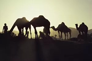 Indian Culture Gallery: Camel Fair, Pushkar, Rajasthan state, India, Asia