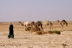 Camels Prints: A camel herd in the Fezzan desert, Libya, North Africa, Africa