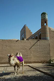 Search Results: Camel, Ichon Qala (Itchan Kala), UNESCO World Heritage Site, Khiva, Uzbekistan, Central Asia, Asia