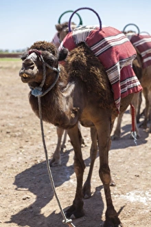 Working Animals Prints: A camel just outside of Marrakesh, Morocco, North Africa, Africa