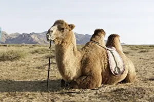 Mongolian Prints: A camel in Khogno Khan National Park, Mongolia, Central Asia, Asia