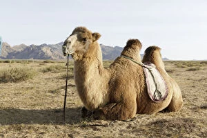 Eye Contact Gallery: A camel in Khogno Khan National Park, Mongolia, Central Asia, Asia