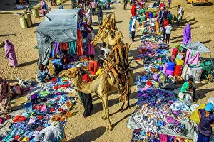 Goods Prints: Camel loaded with firewood walking through the colourful Monday market of Keren