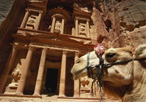 Working Animal Prints: Camel and Low Angle View of the Khazneh, Petra, Jordan
