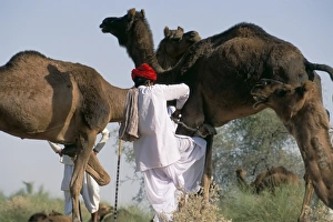 Tying Prints: Camel man and his camels