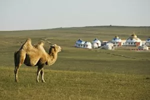 Images Dated 23rd January 2000: A camel with nomad yurt tents in the distance, Xilamuren grasslands, Inner Mongolia province