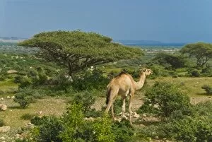 Images Dated 28th December 2006: Camel on the outskirts of Djibouti, Republic of Djibouti, Africa
