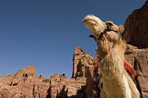 Images Dated 28th February 2008: Camel, Petra