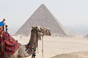Images Dated 5th February 2009: Camel in front of Pyramid, Giza, UNESCO World Heritage Site, near Cairo