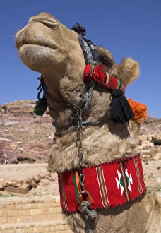Camel with a red neckband
