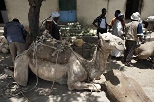 Senior Woman Collection: Camel relaxes after carrying watermelons to the town of Ghinda, Eritrea, Africa