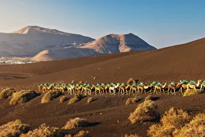 Outdoor Activity Prints: Camel ride at sunrise in Timanfaya National Park
