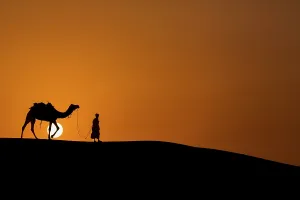 Evening Mood Prints: Camel and rider walks through the thar desert in sunset, Jaisalmer, india