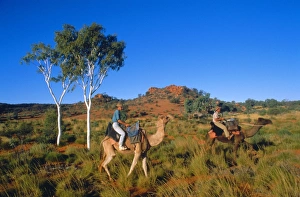 Sightseer Prints: Camel riders, Alice Springs, Northern Territories, Australia