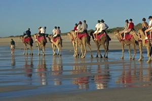 Camels Prints: Camel rides, Cable Beach, Broome, Kimberley, Western Australia, Australia, Pacific