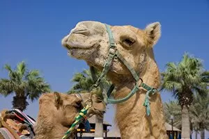 Images Dated 23rd November 2007: Camel, Sealine Beach Resort, Qatar, Middle East