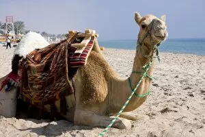 Images Dated 23rd November 2007: Camel, Sealine Beach Resort, Qatar, Middle East