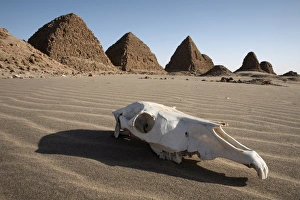 A camel skull at the royal cemetery of Nuri
