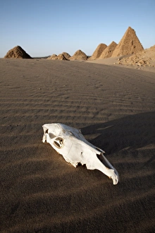 Sudan Prints: A camel skull at the royal cemetery of Nuri