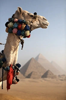 Pyramid Prints: A camel stands in front of the Pyramids of Giza, Cairo, Egypt, North Africa, Africa